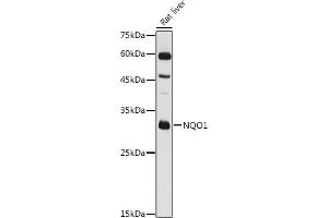 Western blot analysis of extracts of Rat liver, using NQO1 antibody (ABIN3022059, ABIN3022060, ABIN3022061 and ABIN6218589) at 1:1000 dilution.