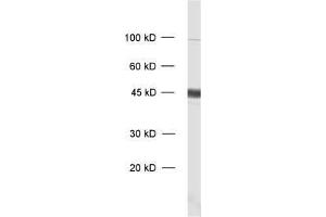 dilution: 1 : 1000, sample: rat brain homogenate (GAP43 anticorps)