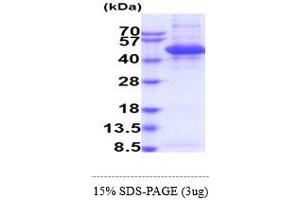 SDS-PAGE (SDS) image for alpha-2-HS-Glycoprotein (AHSG) (AA 19-345) protein (His tag) (ABIN5854268)