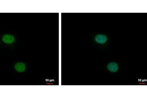ICC/IF Image XLF antibody [N3C3] detects XLF protein at nucleus by immunofluorescent analysis. (NHEJ1 anticorps)