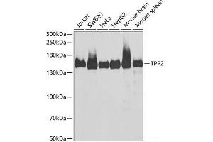 Western blot analysis of extracts of various cell lines using TPP2 Polyclonal Antibody at dilution of 1:1000. (Tpp2 anticorps)