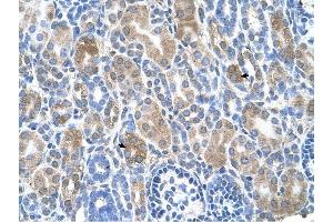 SLC36A3 antibody was used for immunohistochemistry at a concentration of 4-8 ug/ml to stain Epithelial cells of renal tubule (arrows) in Human Kidney. (SLC36A3 anticorps)