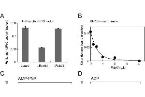 Rab6A inhibits KIF1C binding and motility.