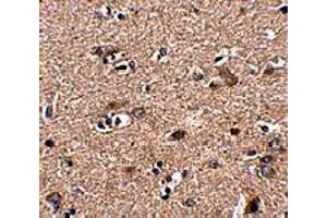 Immunohistochemistry of SCAMP4 in human brain tissue with SCAMP4 polyclonal antibody  at 2.