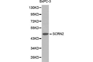 Western blot analysis of BxPC-3 cell lysate using SCRN2 antibody. (SCRN2 anticorps  (AA 176-425))