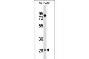TEF Antibody (C-term) (ABIN1536856 and ABIN2838216) western blot analysis in mouse liver tissue lysates (35 μg/lane). (TEF anticorps  (C-Term))