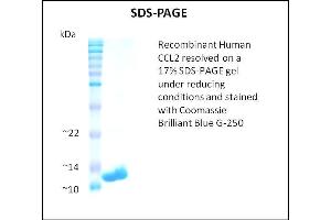 SDS-PAGE (SDS) image for Chemokine (C-C Motif) Ligand 2 (CCL2) (Active) protein (ABIN5509366) (CCL2 Protéine)