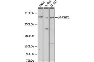 Western blot analysis of extracts of various cell lines, using  antibody  at 1:1000 dilution. (ANKHD1 anticorps  (AA 1620-1800))
