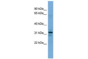 MYOZ1 antibody used at 0. (Myozenin 1 anticorps  (N-Term))
