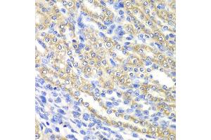 Immunohistochemistry of paraffin-embedded rat kidney using SURF1 antibody at dilution of 1:100 (x40 lens). (SURF1 anticorps)