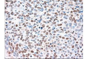 Immunohistochemical staining of paraffin-embedded liver tissue using anti-SIGLEC9mouse monoclonal antibody. (SIGLEC9 anticorps)