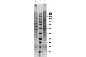 SDS-PAGE (SDS) image for A431 Whole Cell Lysate (EGF Stimulated) (ABIN964022)
