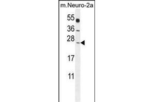POLR2J Antibody (C-Term) (ABIN655247 and ABIN2844848) western blot analysis in mouse Neuro-2a cell line lysates (35 μg/lane). (POLR2J anticorps  (C-Term))