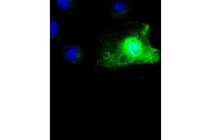 Image no. 4 for anti-SCY1-Like 3 (SCYL3) antibody (ABIN1500834) (SCYL3 anticorps)