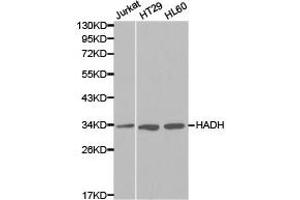 Western Blotting (WB) image for anti-Hydroxyacyl-CoA Dehydrogenase (HADH) antibody (ABIN1872934) (HADH anticorps)