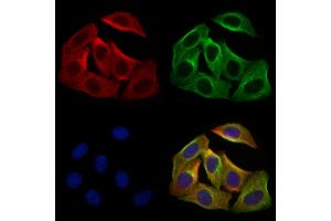 ABIN7094537 and ABIN7098586 staining Hela cells by IF/ICC.