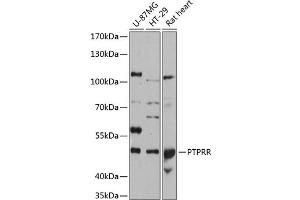 Western blot analysis of extracts of various cell lines, using PTPRR antibody (ABIN6132537, ABIN6146471, ABIN6146473 and ABIN6215854) at 1:3000 dilution.