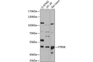 Western blot analysis of extracts of various cell lines, using PTPRR antibody (ABIN6132537, ABIN6146471, ABIN6146473 and ABIN6215854) at 1:3000 dilution. (PTPRR anticorps  (AA 240-400))