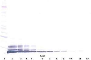 Image no. 1 for anti-Chemokine (C-C Motif) Ligand 3-Like 1 (CCL3L1) antibody (ABIN465214) (CCL3L1 anticorps)