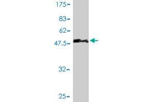Western Blot detection against Immunogen (50. (OIP5 anticorps  (AA 1-229))
