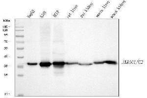 Western blot analysis of AKR1C1/C2 using anti-AKR1C1/C2 antibody (ABIN5692785). (AKR1C2 anticorps  (AA 1-123))