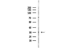 Western blot analysis of lysates from PC12 cells, using MAGE Antibody at 1/1000 dilution.