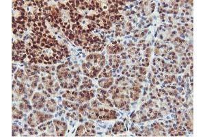 Image no. 3 for anti-CoA Synthase (COASY) antibody (ABIN1497556) (COASY anticorps)