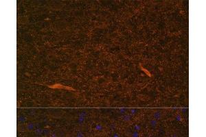 Immunofluorescence analysis of Rat brain using TEK Polyclonal Antibody at dilution of 1:100. (TEK anticorps)