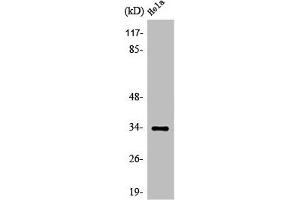 Western Blot analysis of COLO205 cells using Olfactory receptor 4X1 Polyclonal Antibody