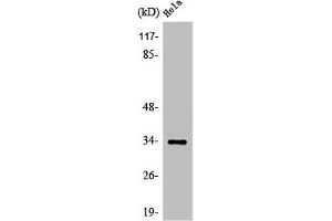 Western Blot analysis of COLO205 cells using Olfactory receptor 4X1 Polyclonal Antibody (OR4X1 anticorps  (C-Term))