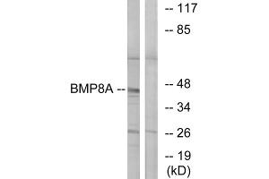 Western blot analysis of extracts from COLO cells, using BMP8A antibody. (BMP8A anticorps  (C-Term))