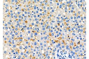 anti-ATG9 Autophagy Related 9 Homolog A (S. Cerevisiae) (ATG9A) (Internal Region) antibody