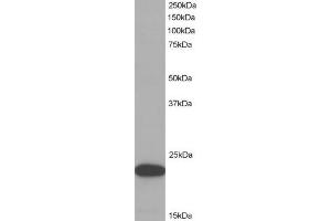 ABIN184674 (1µg/ml) staining of HeLa lysate (35µg protein in RIPA buffer). (PYCARD anticorps  (C-Term))