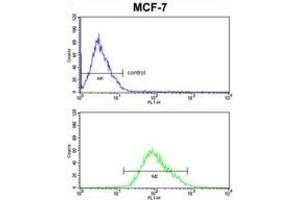Flow Cytometry (FACS) image for anti-Pyruvate Dehydrogenase Kinase, Isozyme 3 (PDK3) antibody (ABIN3002952)