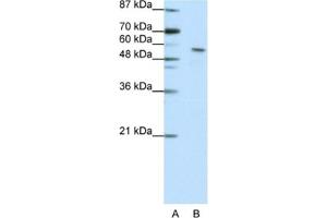 Western Blotting (WB) image for anti-Insulinoma-Associated 2 (INSM2) antibody (ABIN2461951) (INSM2 anticorps)
