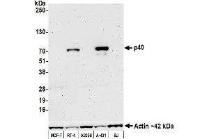 Western Blotting (WB) image for anti-p40 (p63 Delta) (AA 1-50) antibody (ABIN7449374) (p40 (p63 Delta) (AA 1-50) anticorps)
