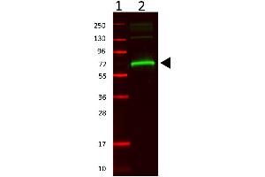 Western Blot of rabbit anti-mouse serum albumin.