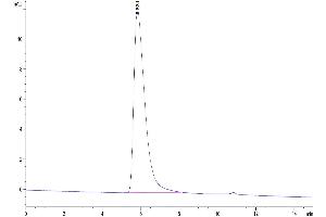 The purity of Human CD27/TNFRSF7 is greater than 95 % as determined by SEC-HPLC. (CD27 Protein (AA 21-192) (Fc Tag))