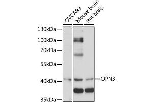 Western blot analysis of extracts of various cell lines, using OPN3 antibody (ABIN7269102) at 1:1000 dilution. (OPN3 anticorps  (AA 300-400))
