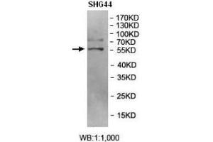Western blot analysis of SHG44 cell Lysate using BRD9 Antibody. (BRD9 anticorps  (AA 264-475))