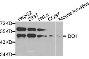 Western blot analysis of extracts of various cells, using IDO1 antibody. (IDO1 anticorps)