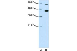 Western Blotting (WB) image for anti-Zinc Finger and BTB Domain Containing 33 (ZBTB33) antibody (ABIN2461801) (ZBTB33 anticorps)
