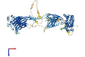 AlphaFold protein structure predicition of Mouse Recombinant Ocrl Protein, UniprotID Q6NVF0