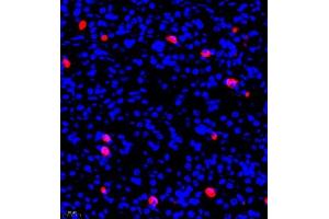 Immunofluorescence of paraffin embedded rat stomach using ghrelin (ABIN7074040) at dilution of 1:500 (400x lens)