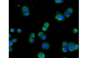 Image no. 5 for anti-Cytochrome P450, Family 1, Subfamily A, Polypeptide 2 (CYP1A2) antibody (ABIN1497712)