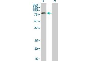 Western Blot analysis of MTMR8 expression in transfected 293T cell line by MTMR8 MaxPab polyclonal antibody. (MTMR8 anticorps  (AA 1-704))