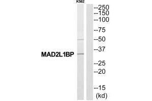 Western blot analysis of extracts from K562 cells, using MAD2L1BP antibody. (MAD2L1BP anticorps  (N-Term))