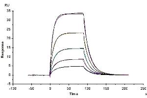 Mouse ICOS, hFc Tag captured on CM5 Chip via Protein A can bind Mouse B7-H2, His Tag with an affinity constant of 0.
