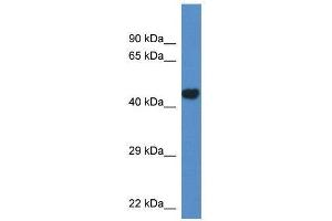 Western Blot showing Pcyt2 antibody used at a concentration of 1.