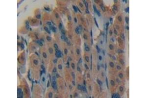 IHC-P analysis of Mouse Tissue, with DAB staining. (FGF7 anticorps  (AA 32-194))